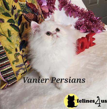 Vanierpersians Picture 3